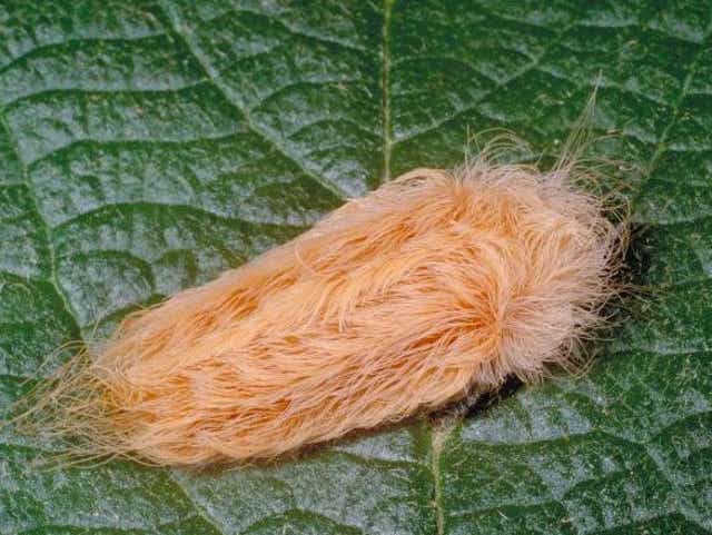 American Dagger Moth What To Know About Poisonous Caterpillars