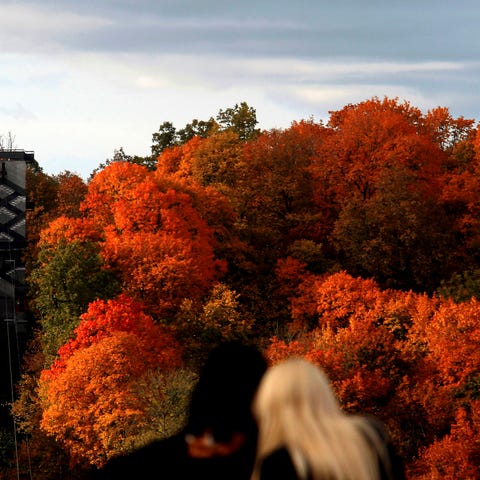 A woman look at the autumn colored trees at Gauja 