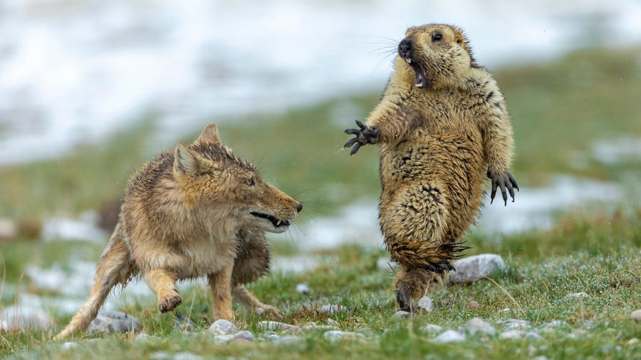 The moment by Yongqing Bao, China  Joint Winner 2019, Behavior: Mammals    It was early spring on the alpine meadowland of the Qinghai–Tibet Plateau, in China's Qilian Mountains National Nature Reserve, and very cold. The marmot was hungry. It was still in its winter coat and not long out of its six-month, winter hibernation, spent deep underground with the rest of its colony of 30 or so. It had spotted the fox an hour earlier, and sounded the alarm to warn its companions to get back underground. But the fox itself hadn't reacted, and was still in the same position. So the marmot had ventured out of its burrow again to search for plants to graze on. The fox continued to lie still. Then suddenly she rushed forward. And with lightning reactions, Yongqing seized his   shot. His fast exposure froze the attack. The intensity of life and death was written on their faces – the predator mid-move, her long canines revealed, and the terrified prey, forepaw outstretched, with long claws adapted for digging, not fighting. Such predator prey interaction is part of the natural ecology of the plateau ecosystem, where rodents, in particular the plateau pikas, are keystone species. Not only are they the main prey for foxes and nearly all the other predators, they are key to the health of the grassland, digging burrows that also provide homes for many small animals including birds, lizards and insects, and creating microhabitats that increase the diversity of plant   species and therefore the richness of the meadows.