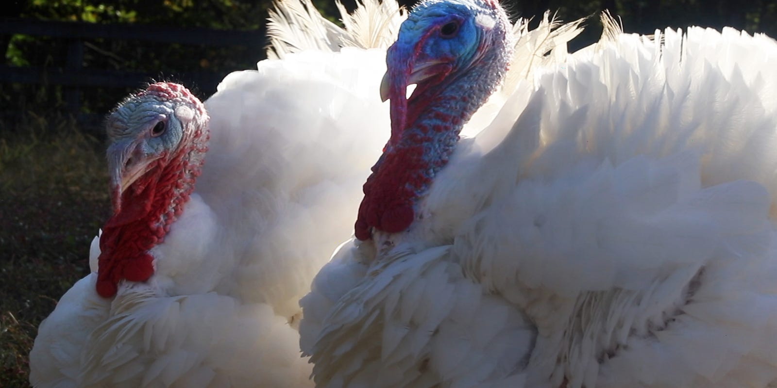 Want a fresh turkey? Here's where to find one