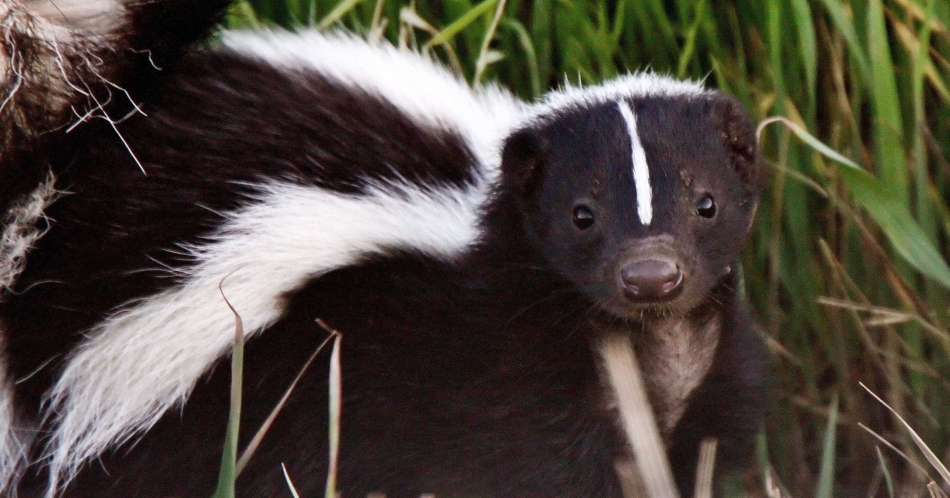 It�s skunk mating season in Kentucky and you can smell it