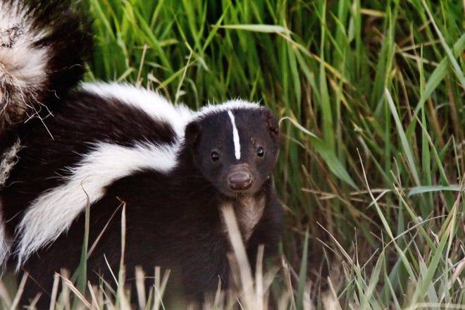 Rabid skunks can pose a greater risk to the public than rabid bats because they're ground-based animals more likely to interact with people and pets.