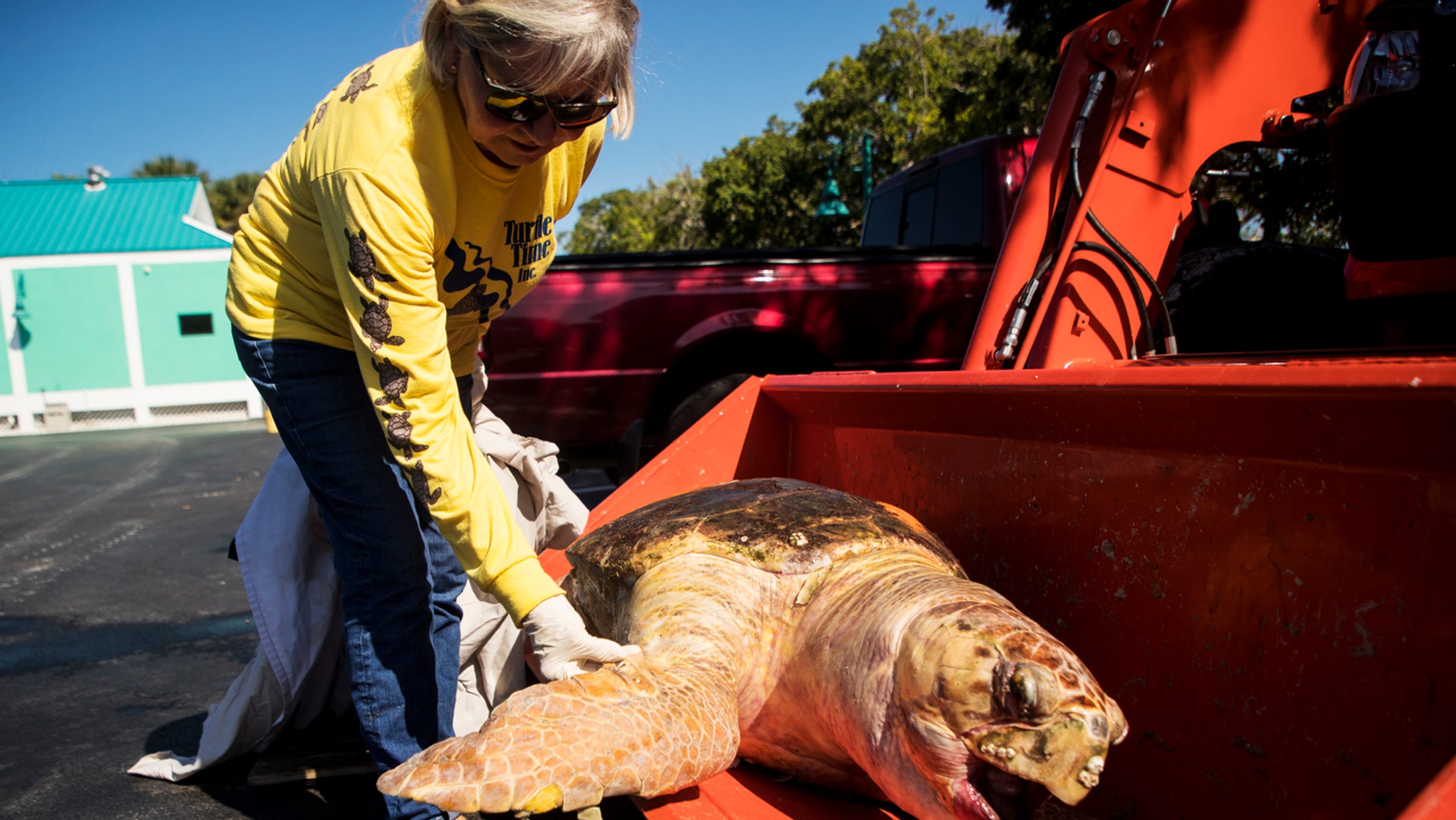 Lingering red tide gaining strength, killing sea turtles and moving into local bays - News-Press