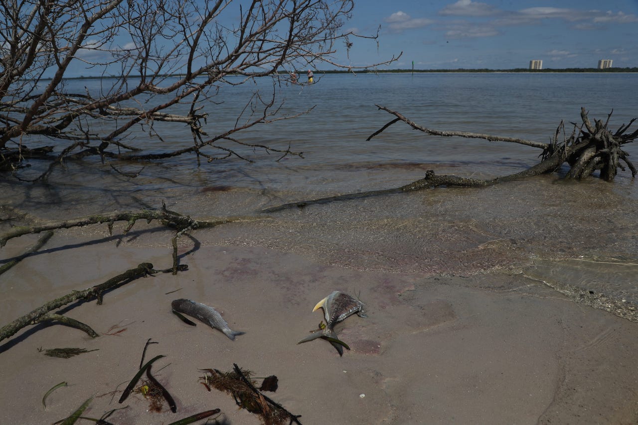 Tide Chart Fort Myers Beach Florida