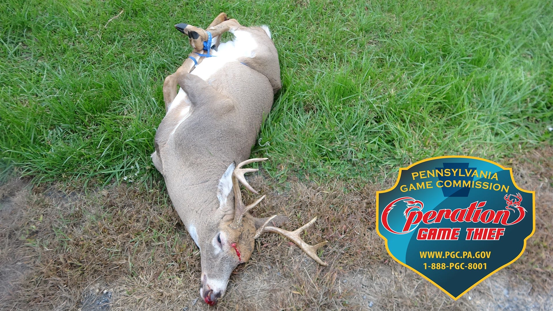 Deer found illegally shot in head with legs bound