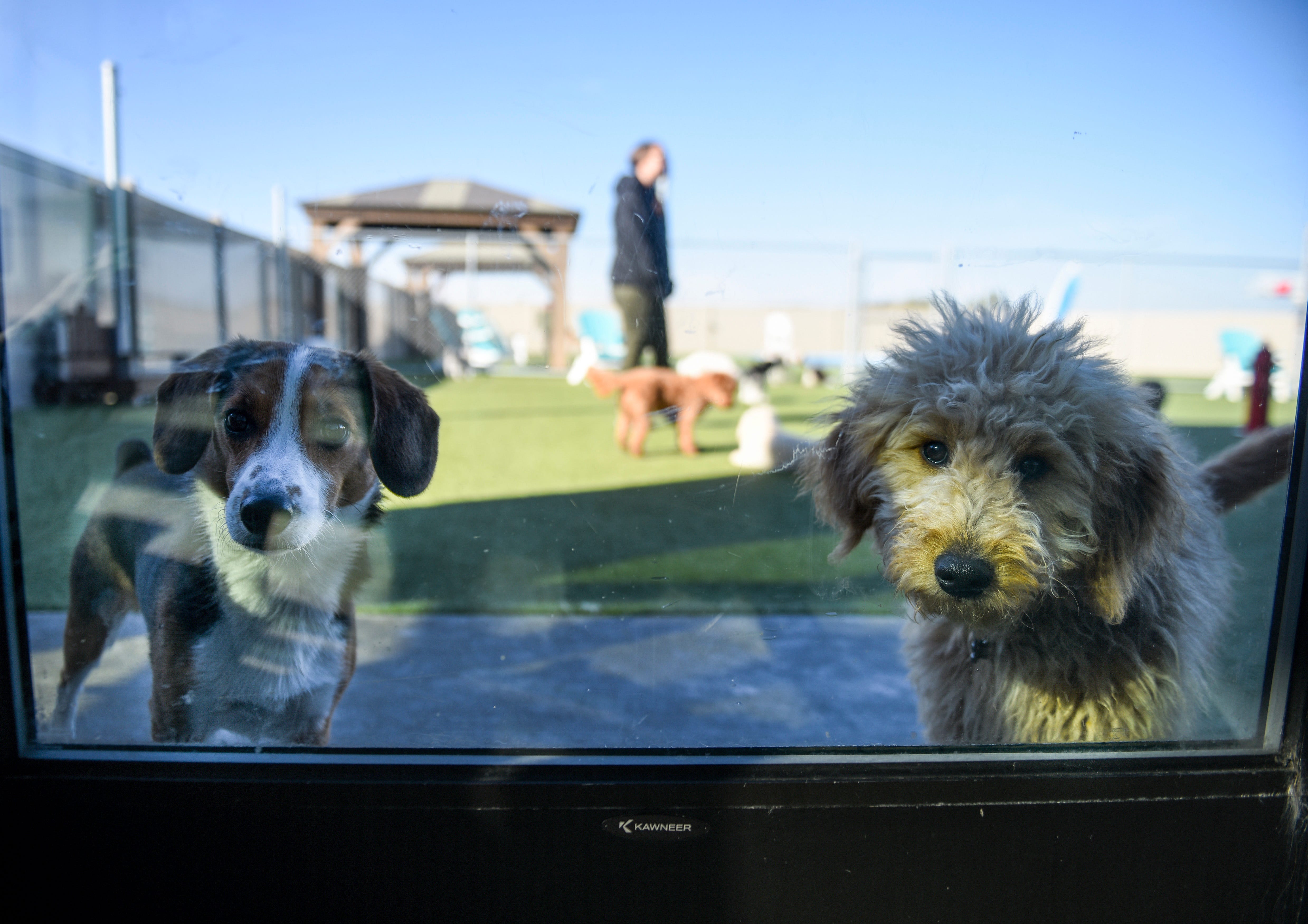 Sioux Falls' dog boarding, day cares face demand for luxury amenities