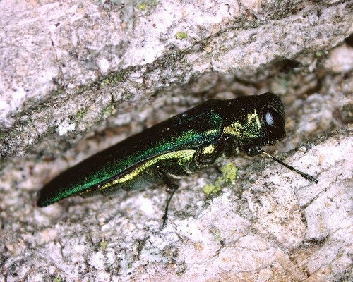 emerald ash borers evansville works to save trees from insect emerald ash borer