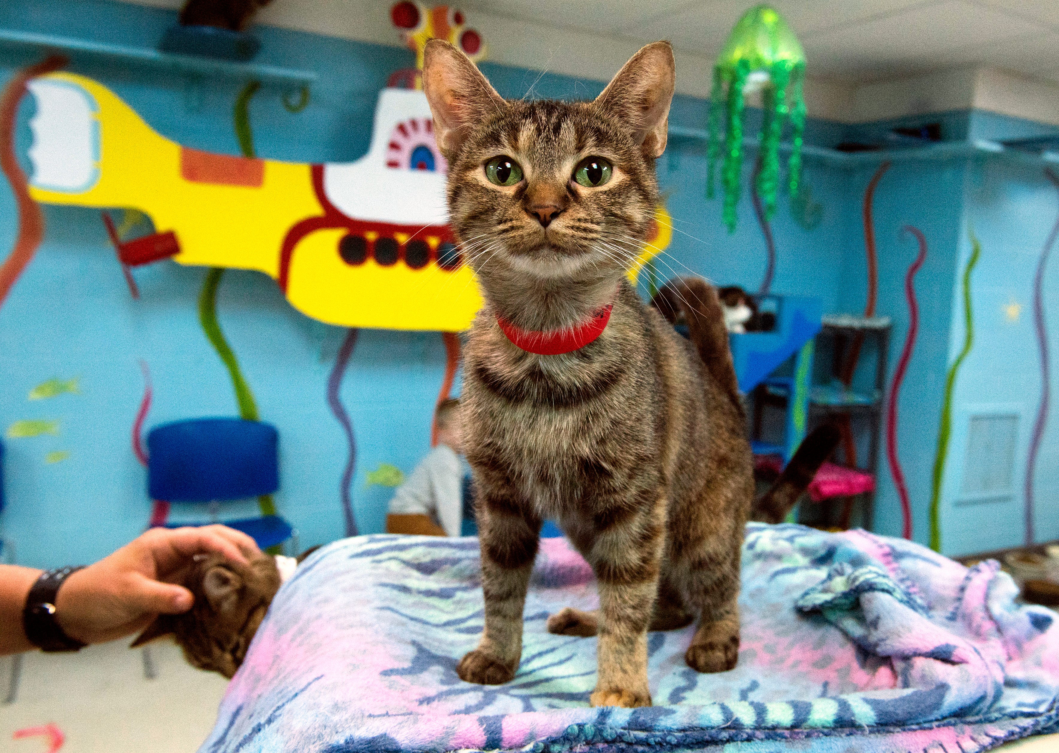 Humane society in evansville indiana cognizant academy sports and outdoors katy texas