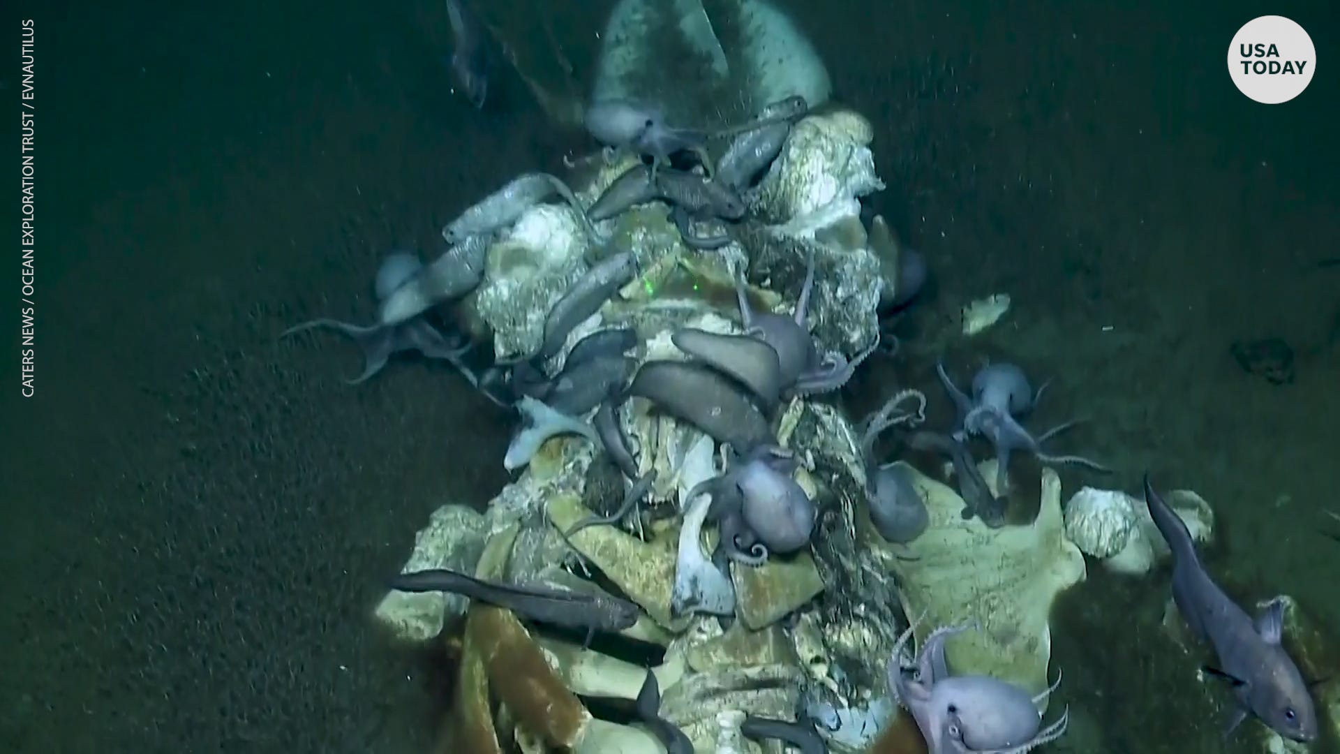 Scientists Giddy Over Rare Sight Of Octopuses Eating Whale Carcass