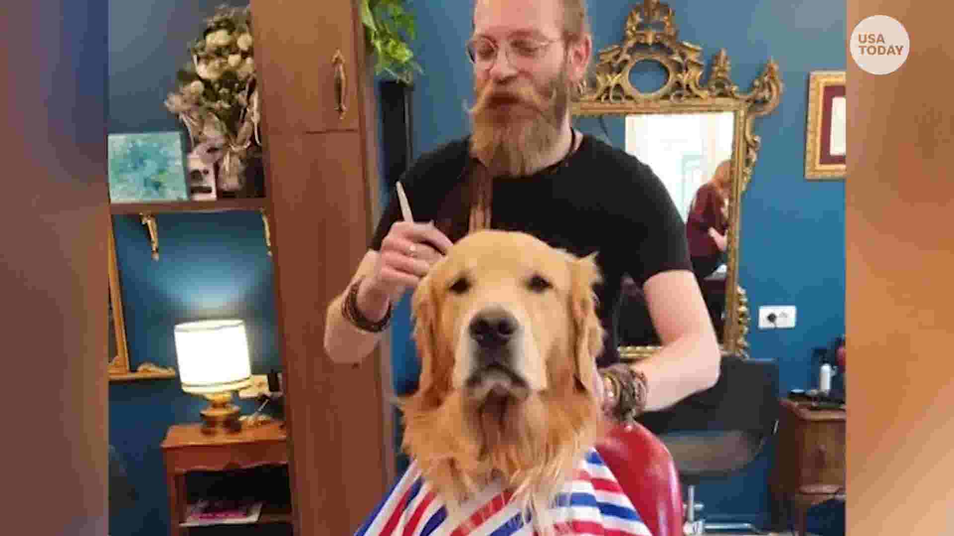 Patient dog gets haircut at barber shop