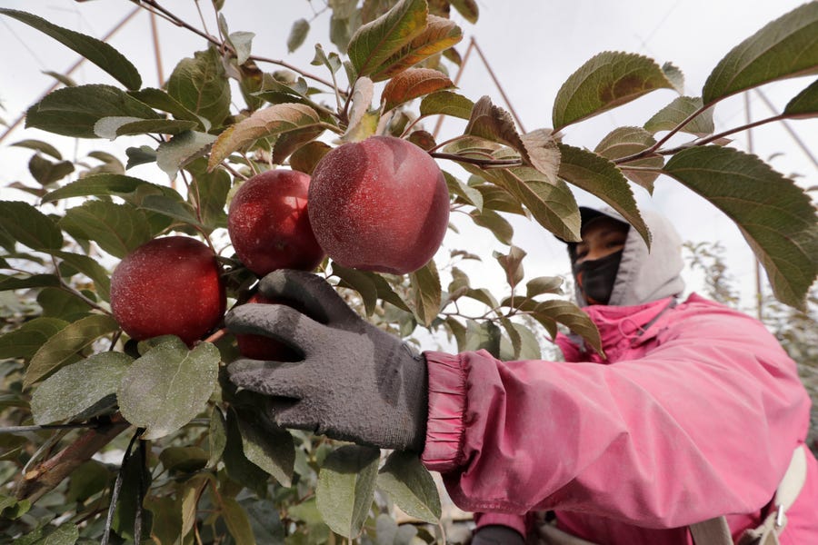 In this photo taken Tuesday, Oct. 15, 2019, Sagrario Ochoa reaches to pick a Cosmic Crisp apple, a new variety and the first-ever bred in Washington state, in an orchard in Wapato, Wash.