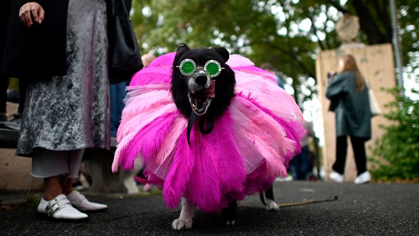 A dog dressed in a costume as Rhianna attends the 