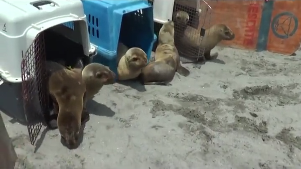 Six young sea lions are returned to the Pacific Oc
