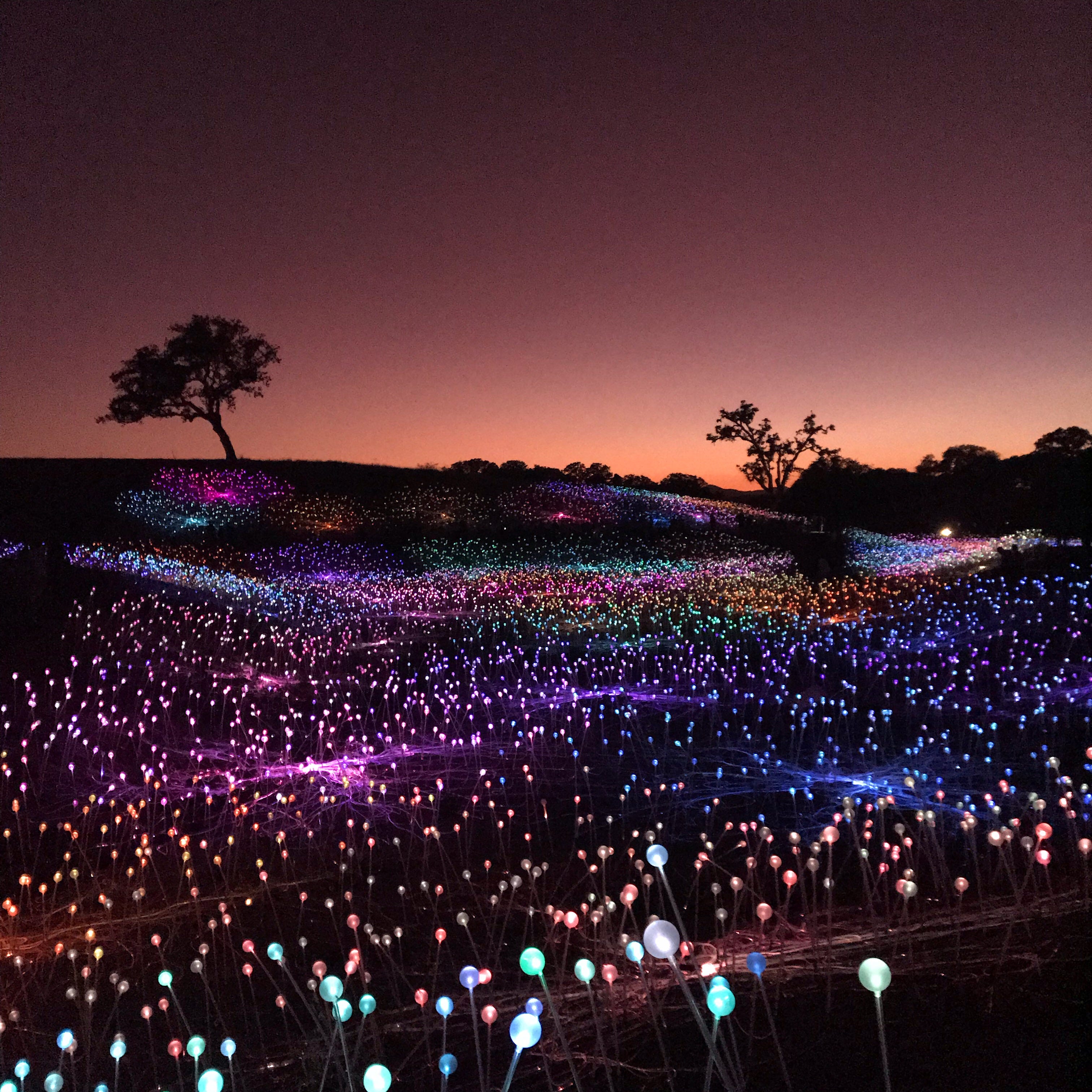Bruce Munro's 'Field of Light' in Paso robles is a magical work of art