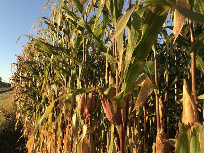 The extent of the frost damage on the corn depends on the temperature, duration of the temperature, and corn growth stage at the time of the frost.