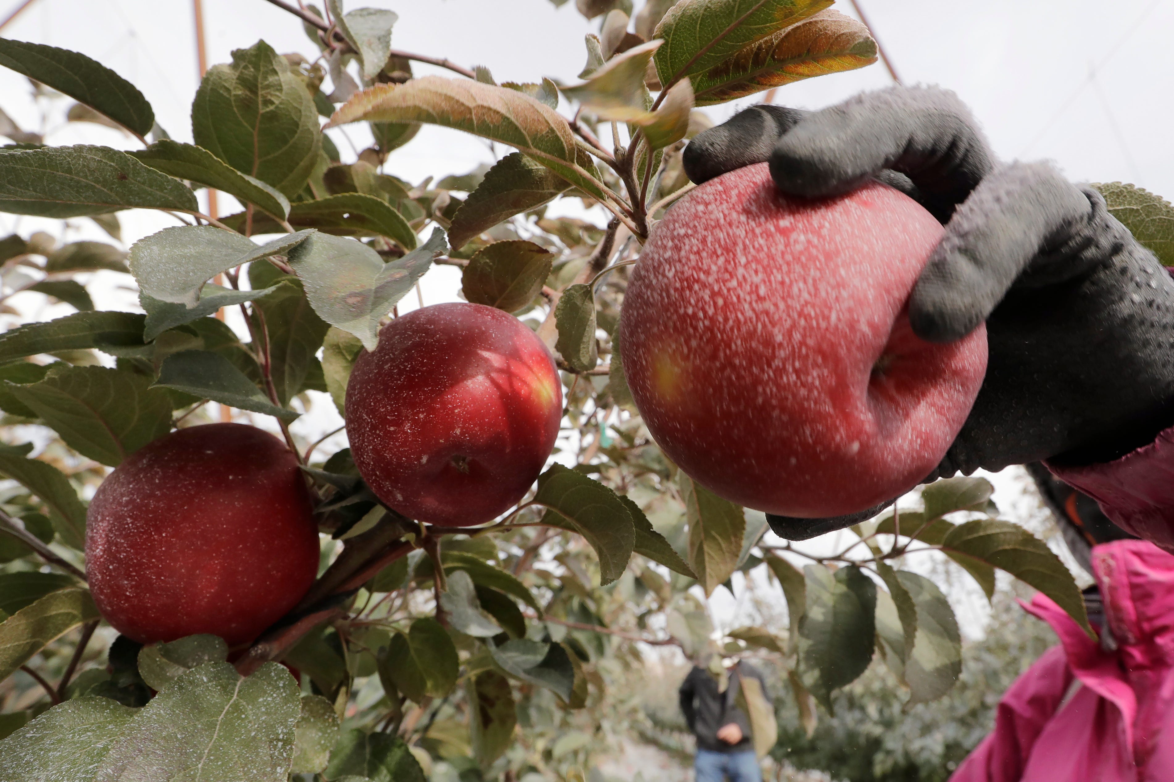 Cosmic Crisp Apple Hudson Valley Farmers Try It Out Cosmic Crisp Apple Hudson Valley Farmers Try It Out