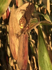 If a frost occurs when corn is at the early dent stage, then whole corn may need to dry a couple days before it is ready to harvest.