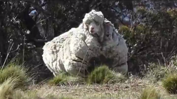 Chris, the sheep known as the 