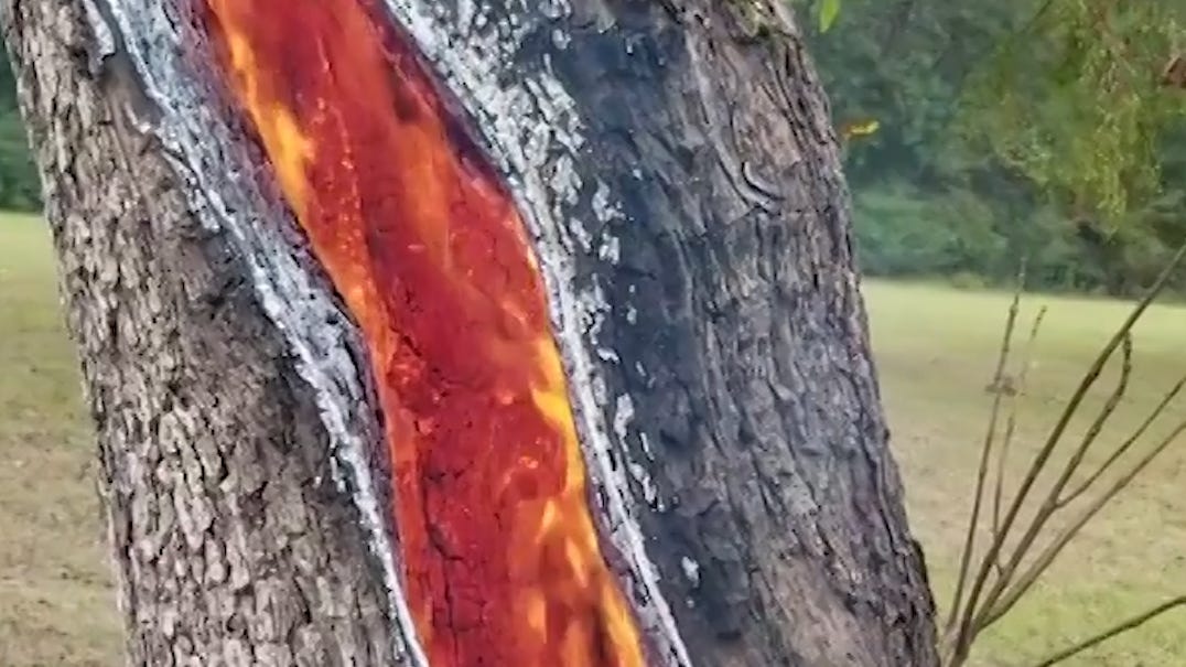 Large tree struck by lightning in Texas burns from inside out