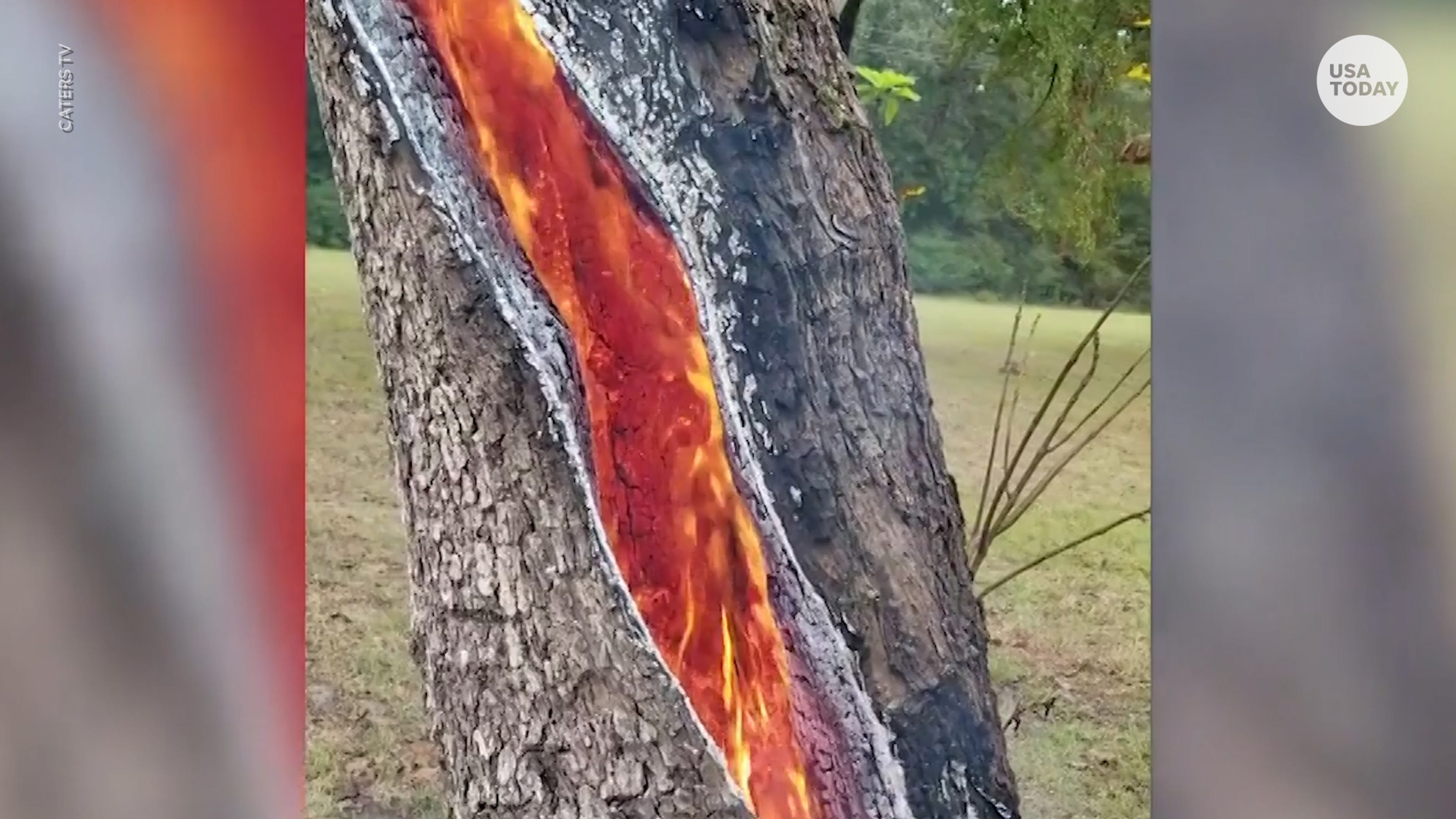 Large tree burns from inside out after being struck by lightning
