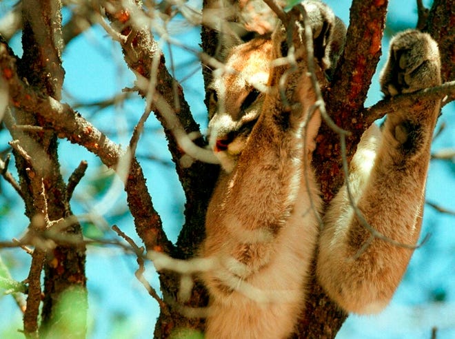 In this Aug. 22, 2001 file photo showing a mountain lion doses above in the branches of a piñon tree before being tranquilized by wildlife officials outside a home in Pecos. New Mexico wildlife officials say new technology is allowing the state to estimate its cougar population more accurately.