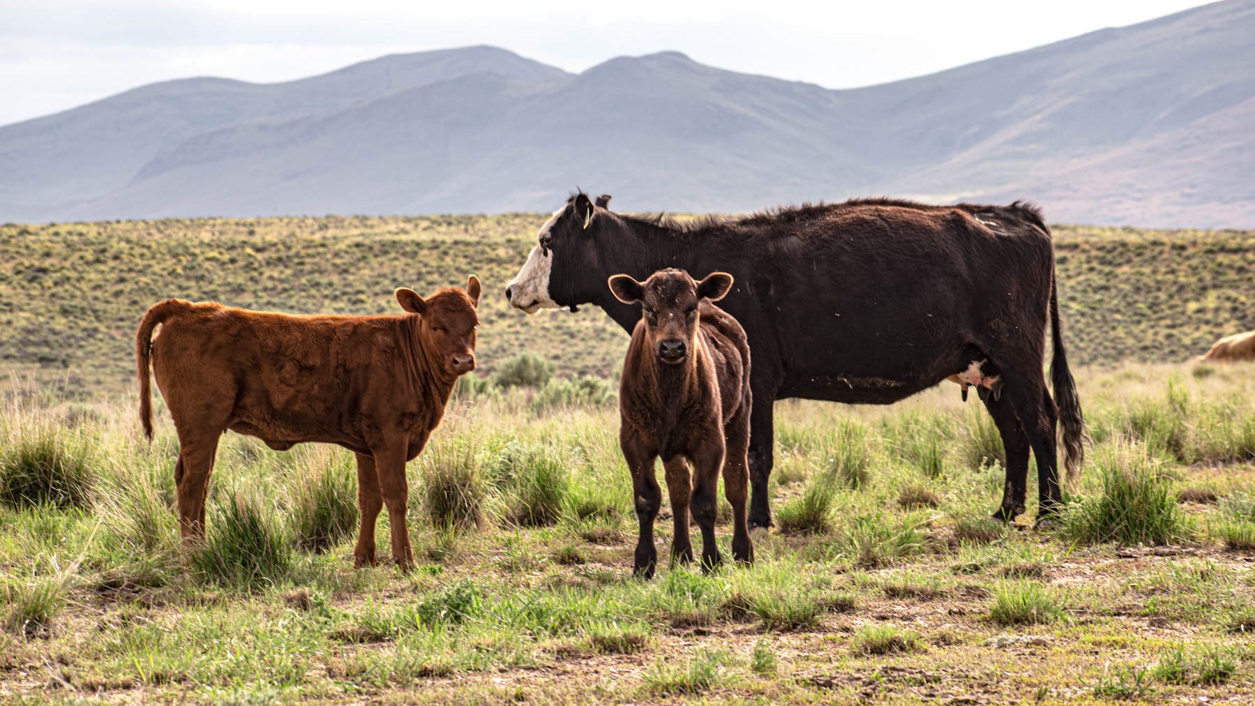 Historic Nevada 25 Ranch for sale for $36.5 million: Look inside