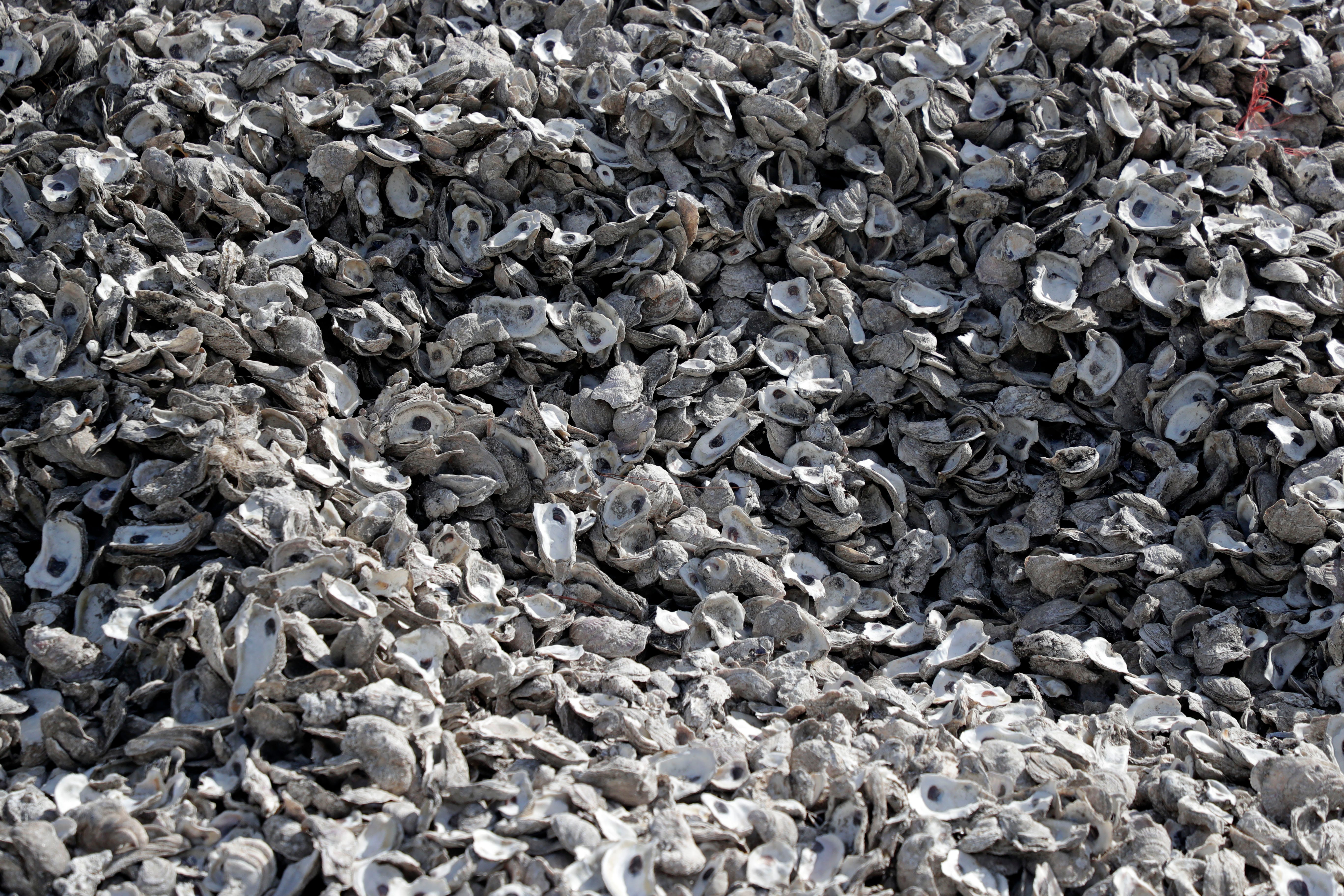 State may stop Apalachicola Bay oyster harvest until 2025