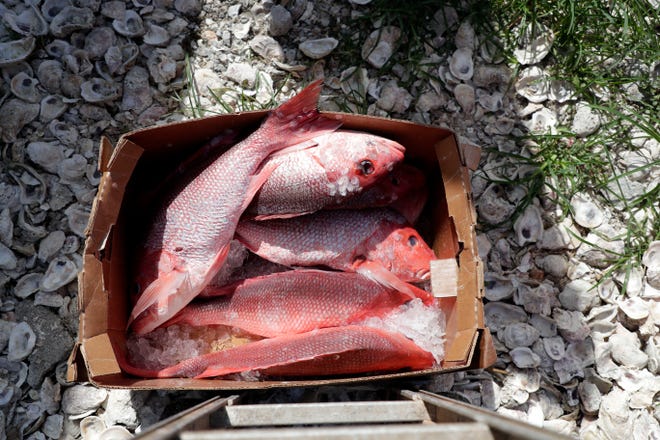 Descaled red snapper rest in a box outside Lynn's Quality Oysters in Eastpoint, Florida before being sold. 