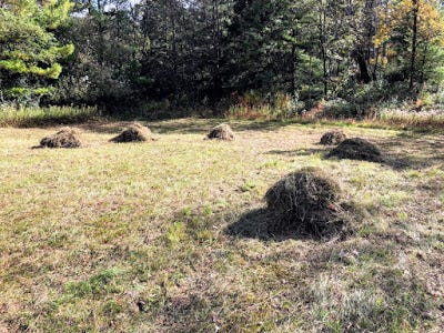 Hay cut in October can have multiple uses.