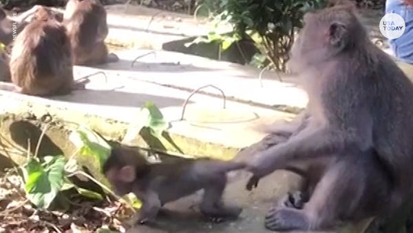Adorable baby monkey tries and fails to jump away 