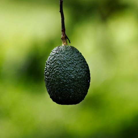 This Oct. 1, 2019 photo shows an avocado hanging i