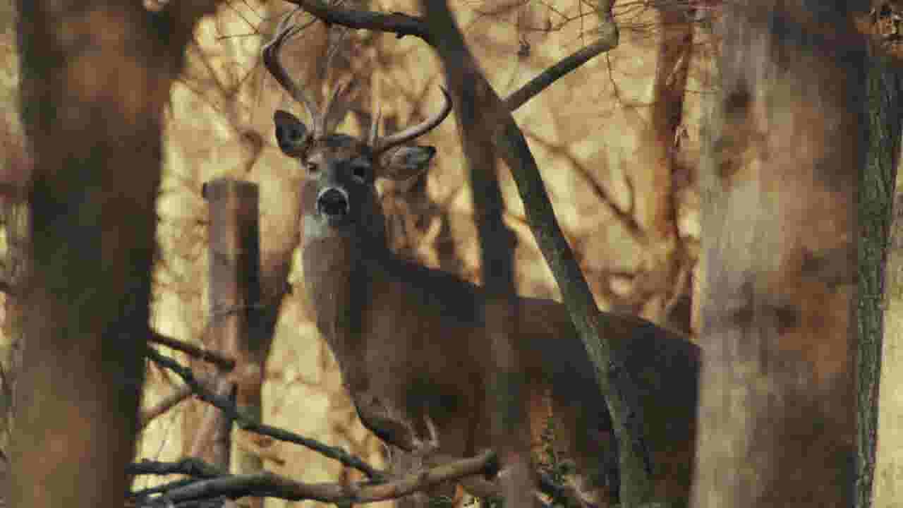 Hunter killed by deer he shot after it got back up and attacked him