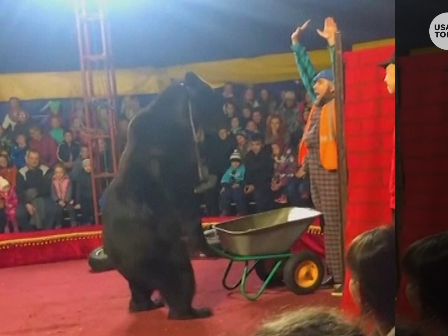 Russian circus bear attacks trainer mid-show