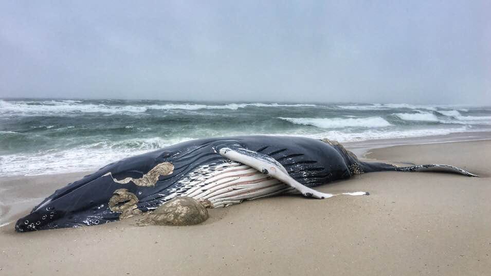 Whale, sea turtle wash up along different New Jersey beaches