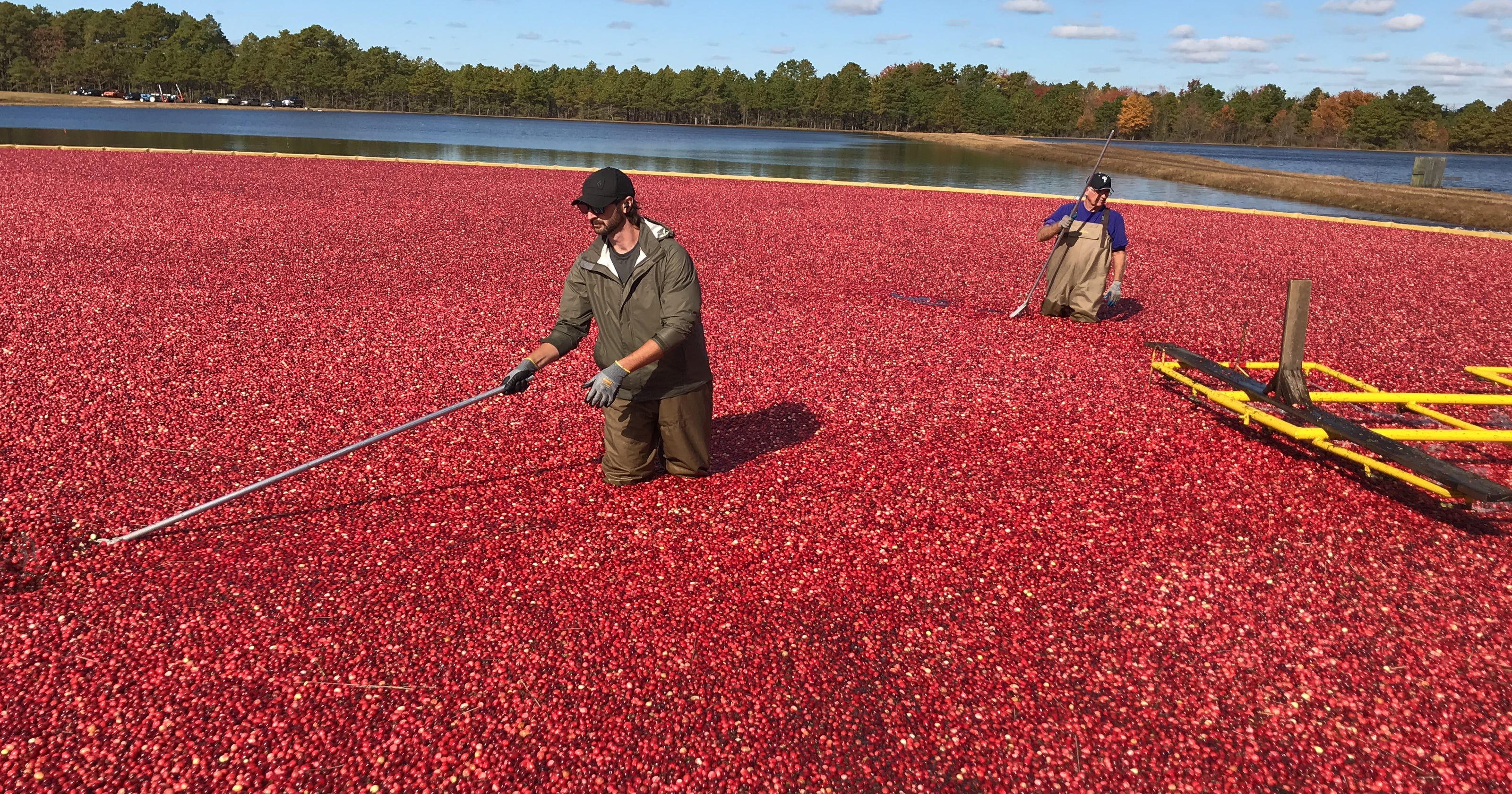 #39 Too good at growing cranberries #39 : NJ harvest booms outstrips demand