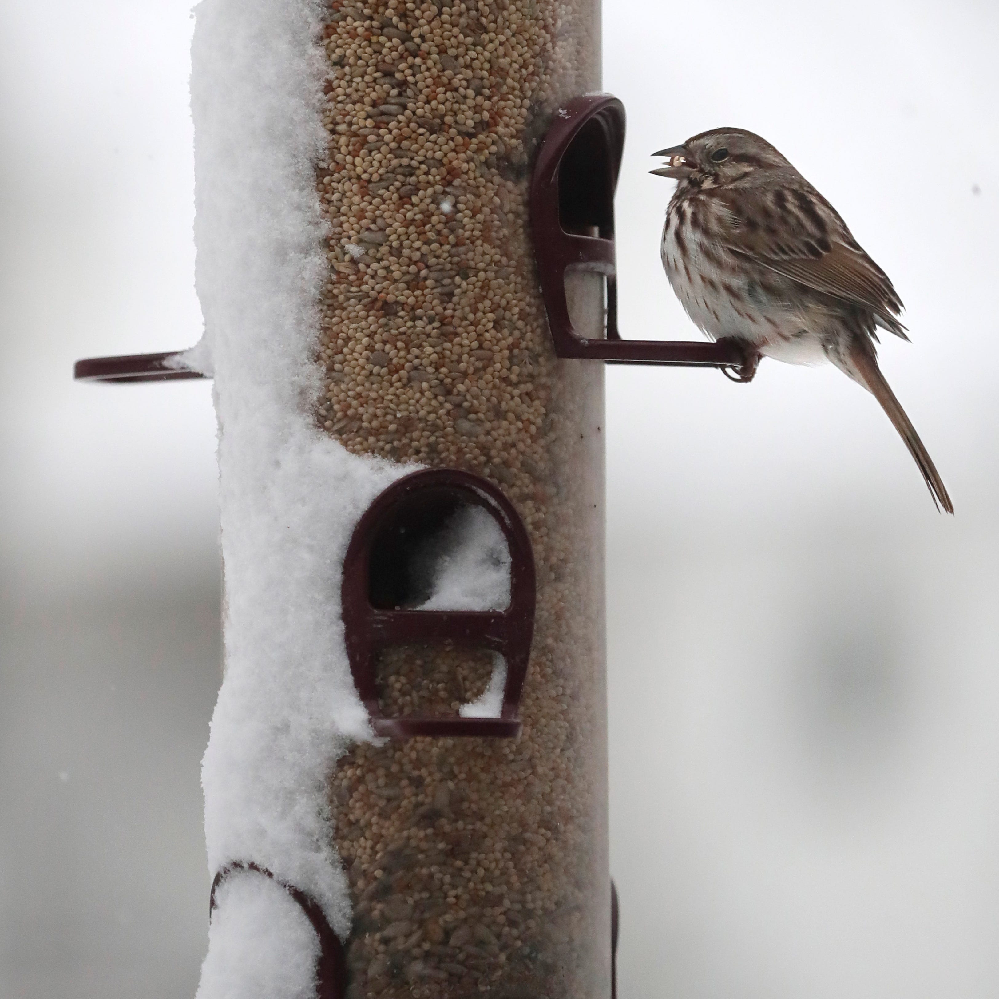 Put Out The Welcome Mat For Feeding Birds This Winter