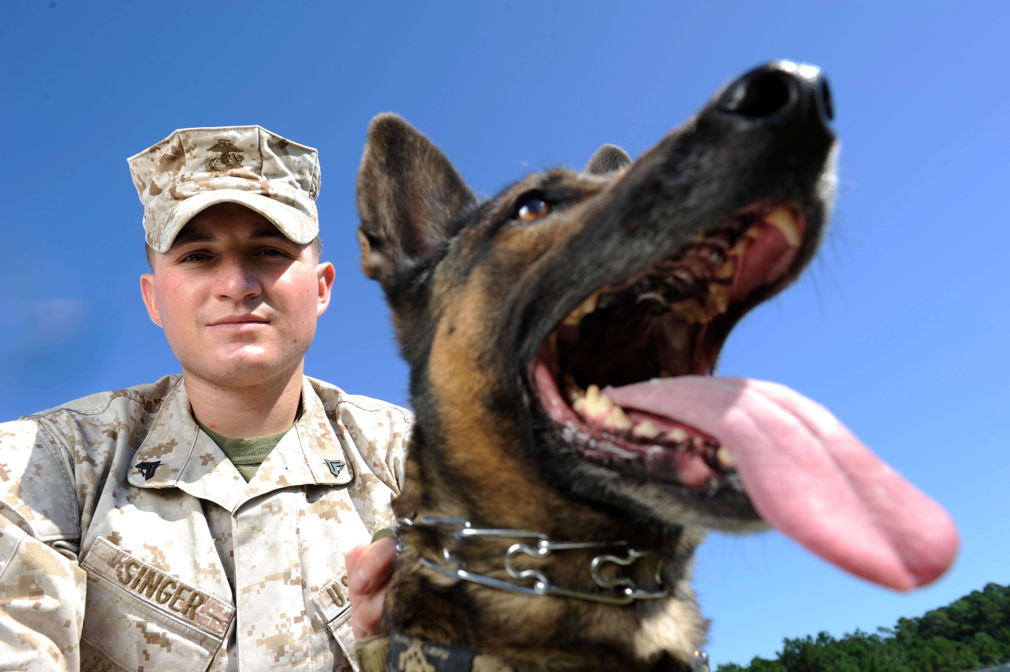 belgian shepherd military dogs