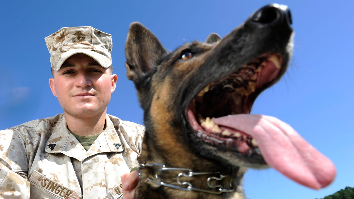 Belgian Malinois dogs in action