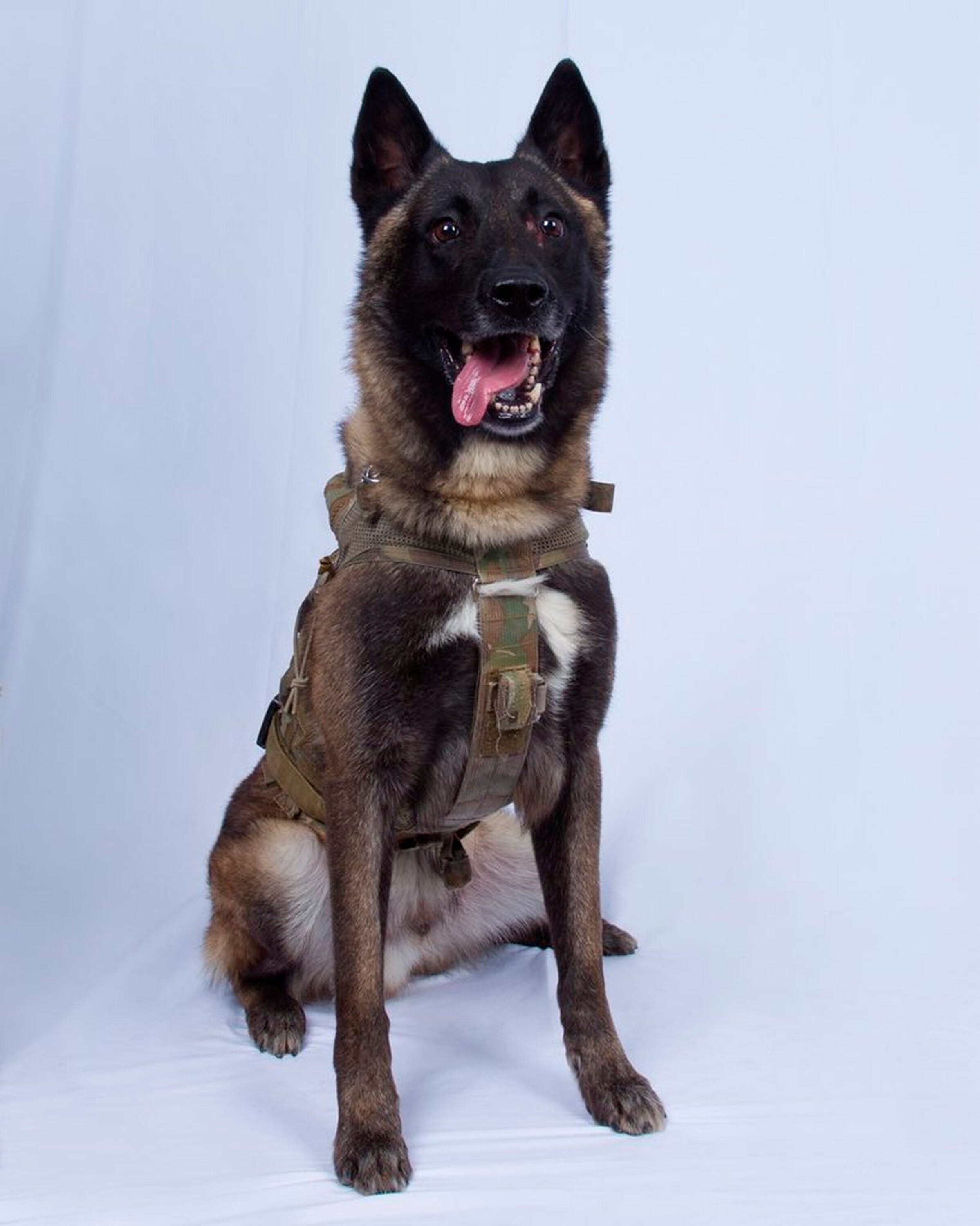 belgian shepherd military dogs