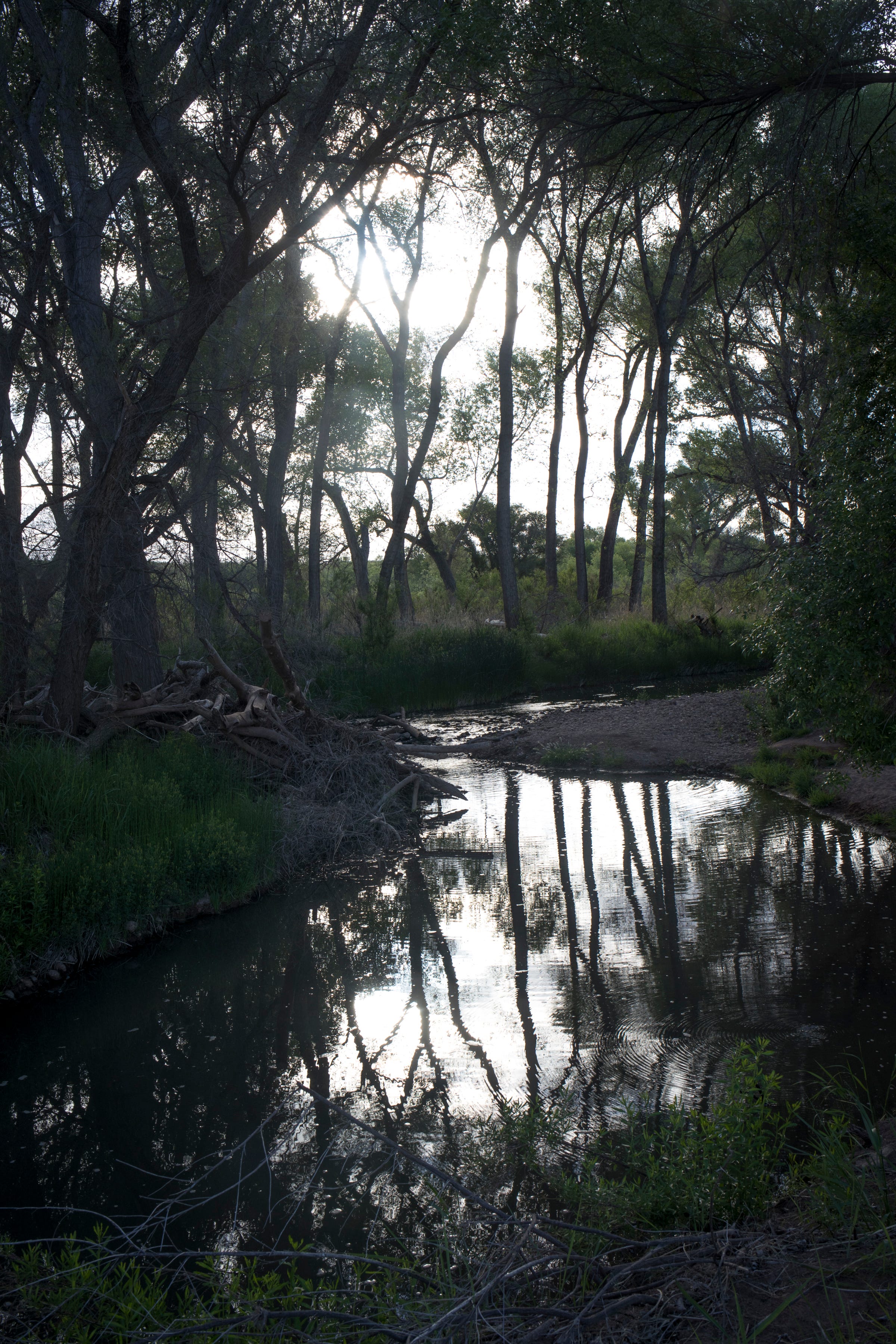The San Pedro River is one of the last free-flowing rivers in the Southwest.