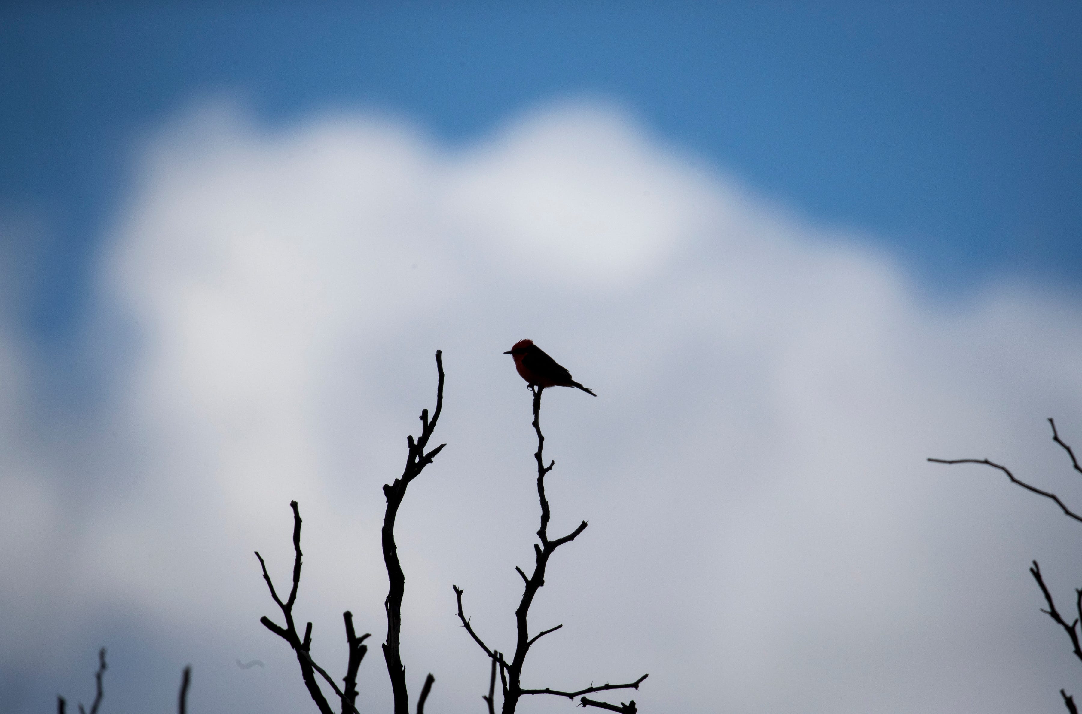 Vermilion flycatchers are among the San Pedro River's more than 350 bird species.