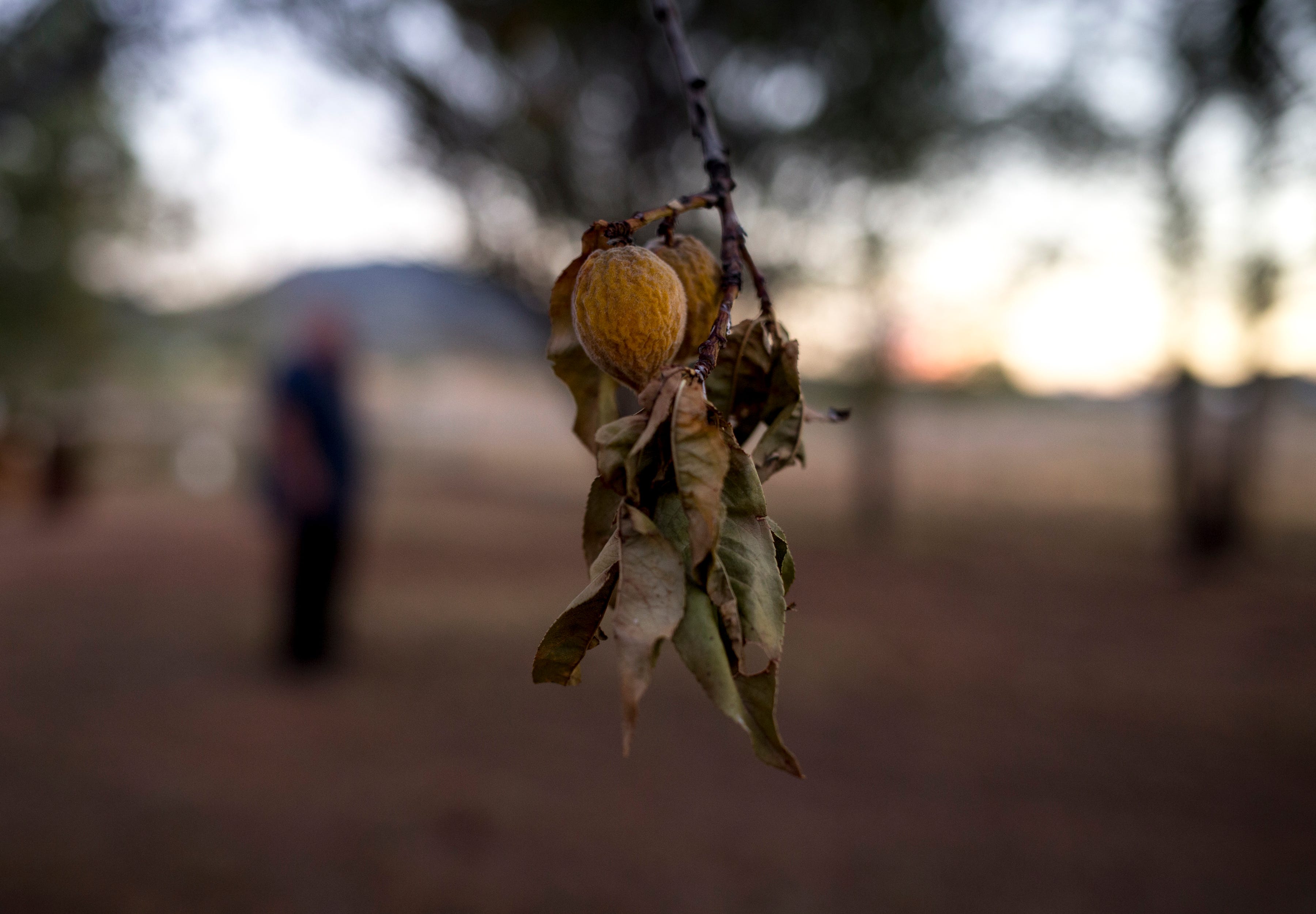 An apricot tree on the property of Richard Wilson, August 13, 2019, Cochise, Arizona. Wilson stopped watering his trees after his well went dry.