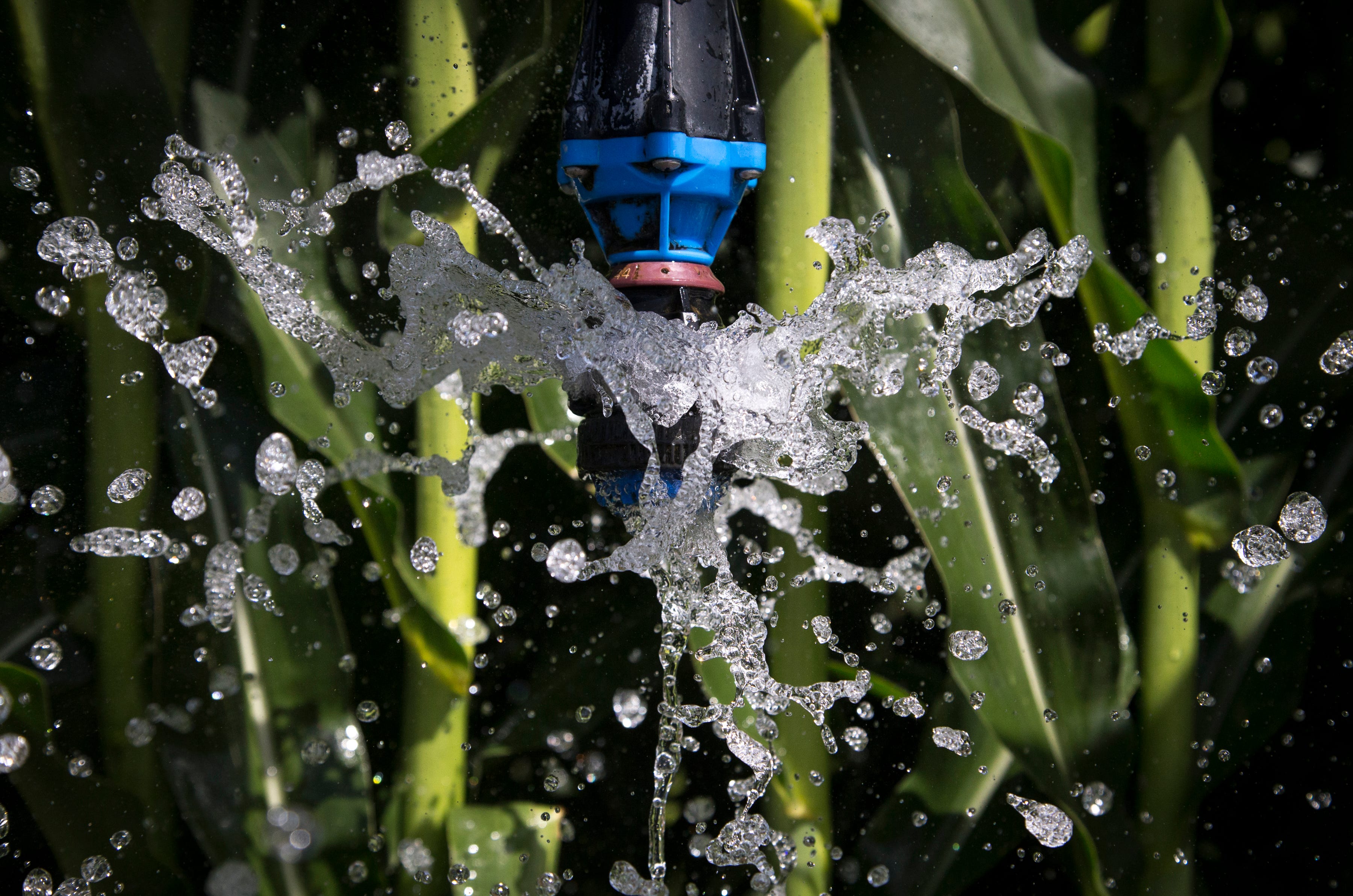 Irrigating corn, August 15, 2019, at Wagon Wheel Farms, Kansas Settlement, Arizona.