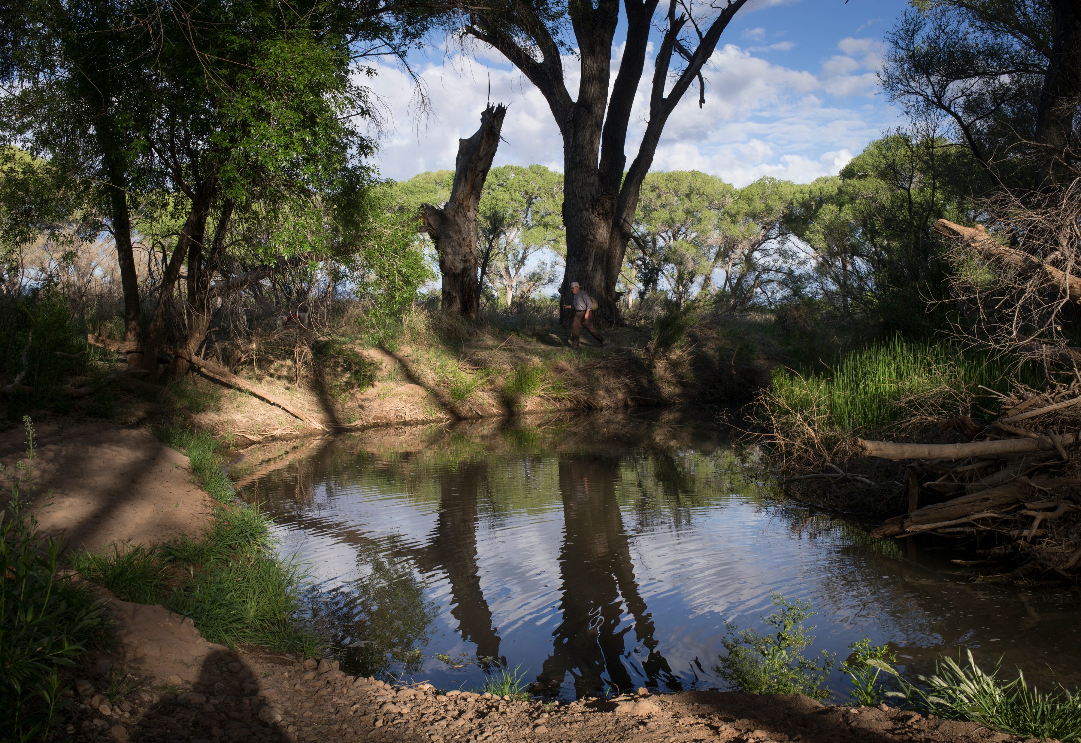 Richard Armstrong walks beside the San Pedro River, which forms a lush oasis filled with birds.