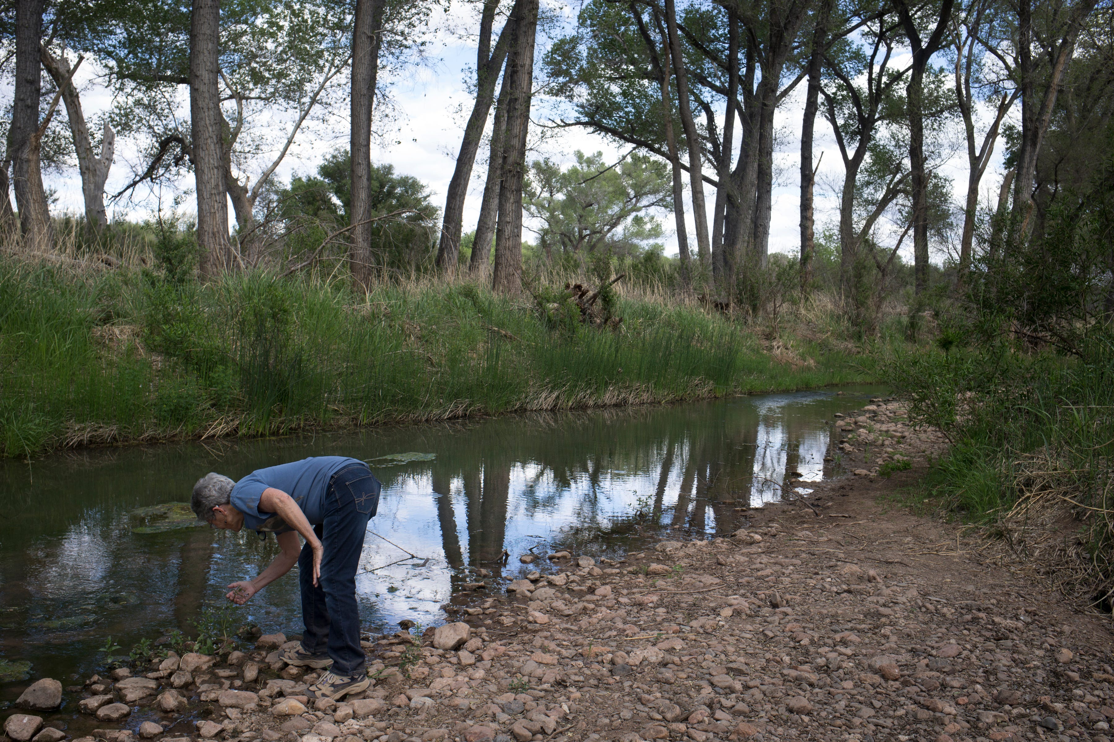 Activist Tricia Gerrodette examines a plant on the San Pedro River at the San Pedro Riparian National Conservation Area near Sierra Vista, Arizona.