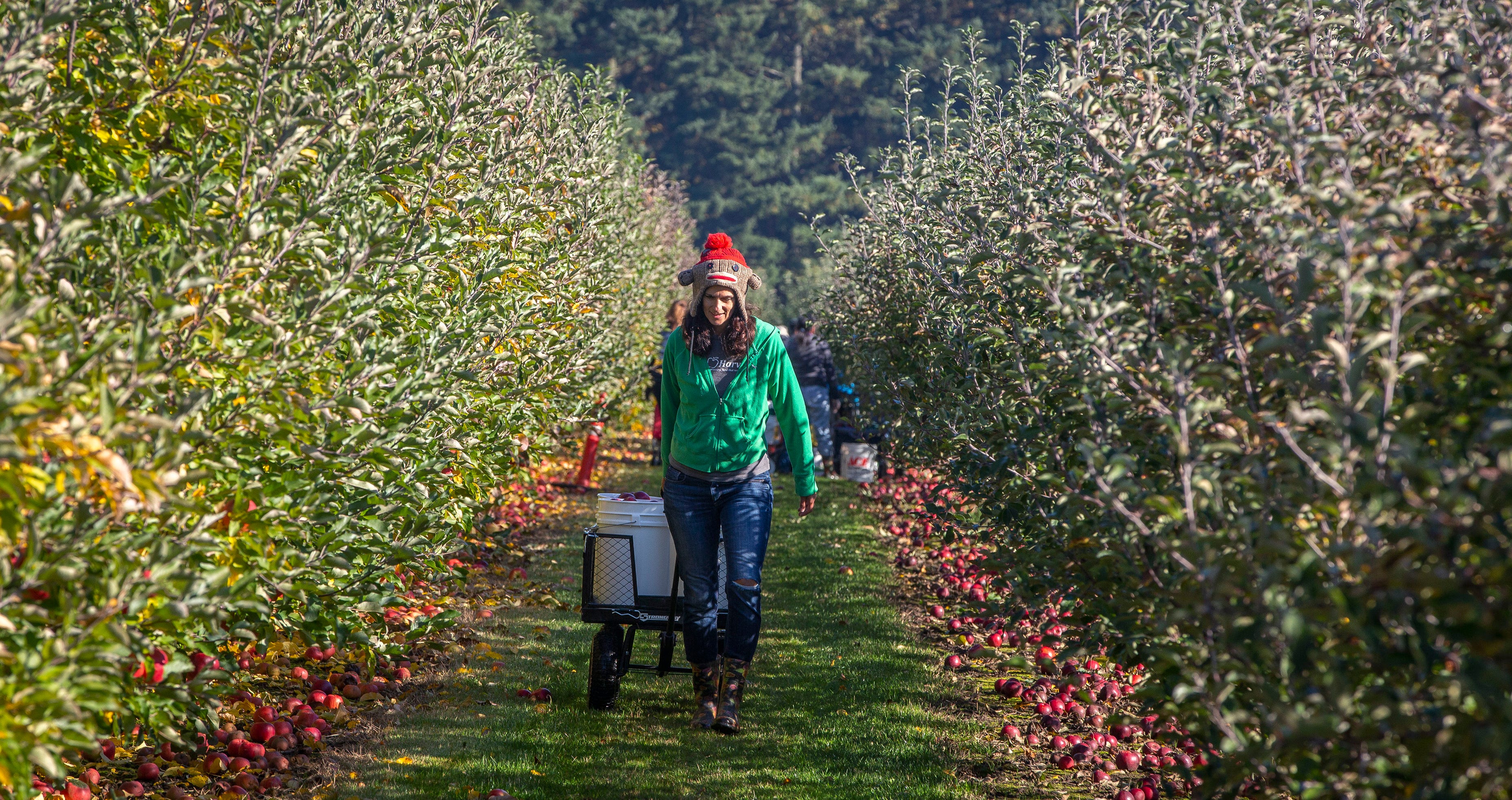 Elise Bauman, Executive Director of Salem Harvest, pulls a wagon full of apples to load into her truck at Beilke Family Farm in Brooks, Oregon.