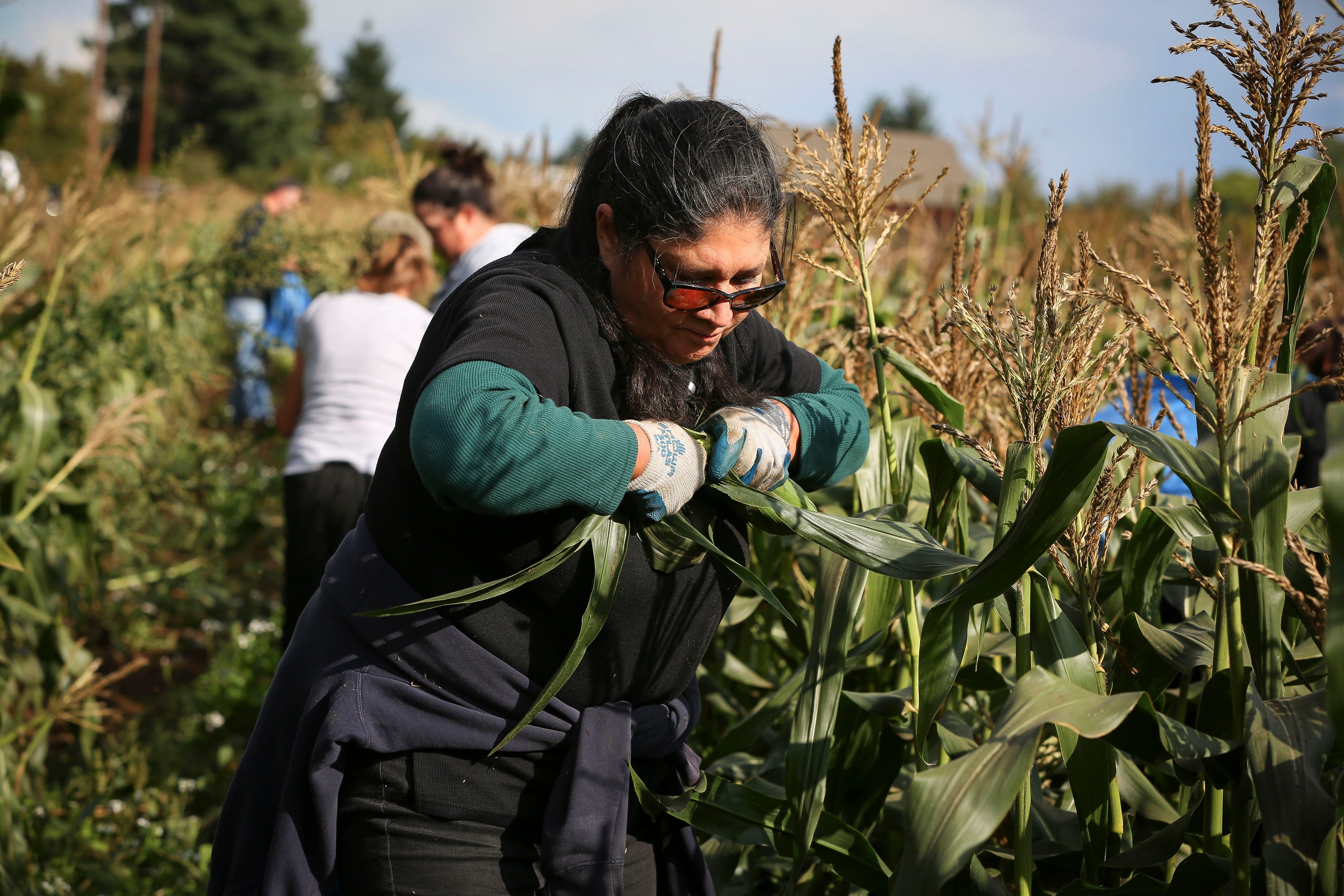 Volunteers pick corn at a farm near Canby, Oregon. The volunteers were participating at a farm working with Salem Harvest.