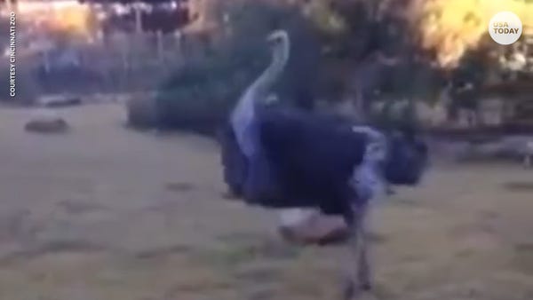Ecstatic ostrich spins, runs around outside Cincin