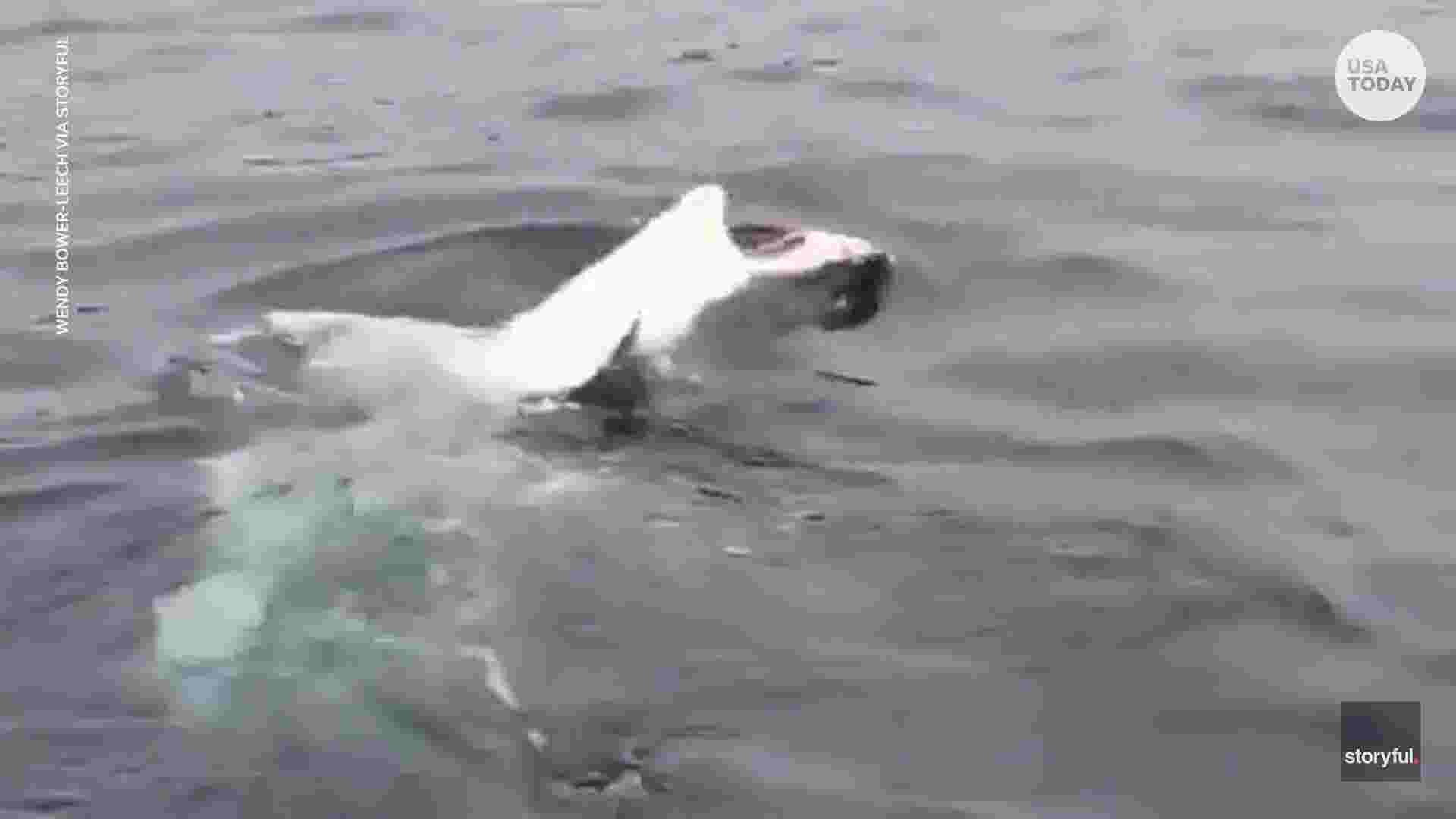 Tourists catch rare glimpse of shark swimming backstroke