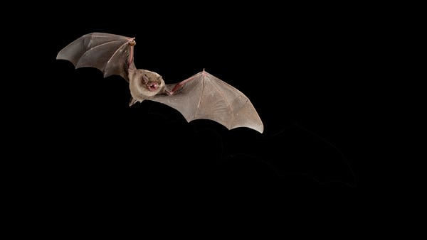FIle photo of a bat